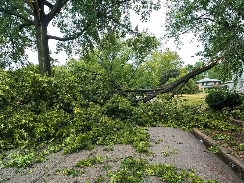 A worker trimming trees was allegedly injured by a falling tree limb.