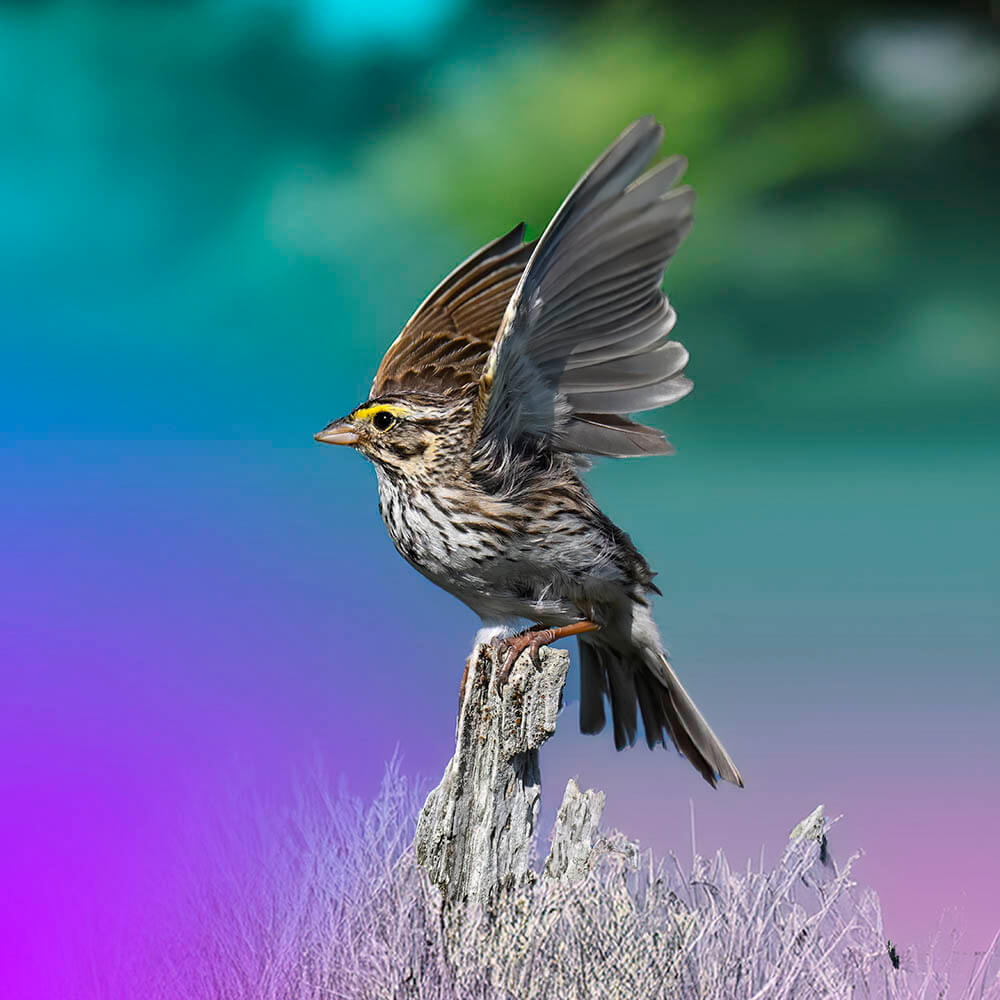 Our Sparrow in memorium of Jolene Porreco
