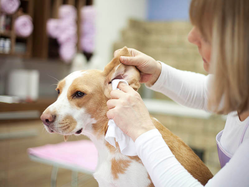 Pet groomer applies for hearing on the issue of average weekly wage and additional temporary disability after final admission was filed.